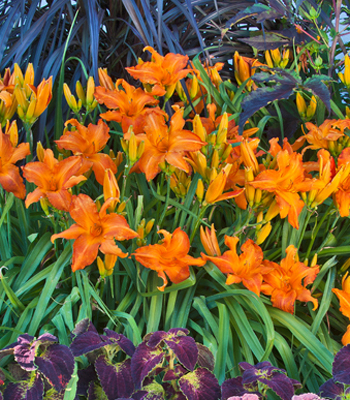 Daylily - One Gallon Pots, Sold in 6 count trays